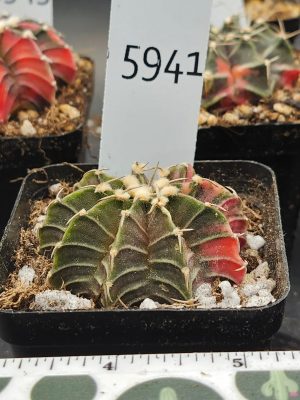 Gymnocalycium Mihanovichii green with orange with fuzz balls #5941