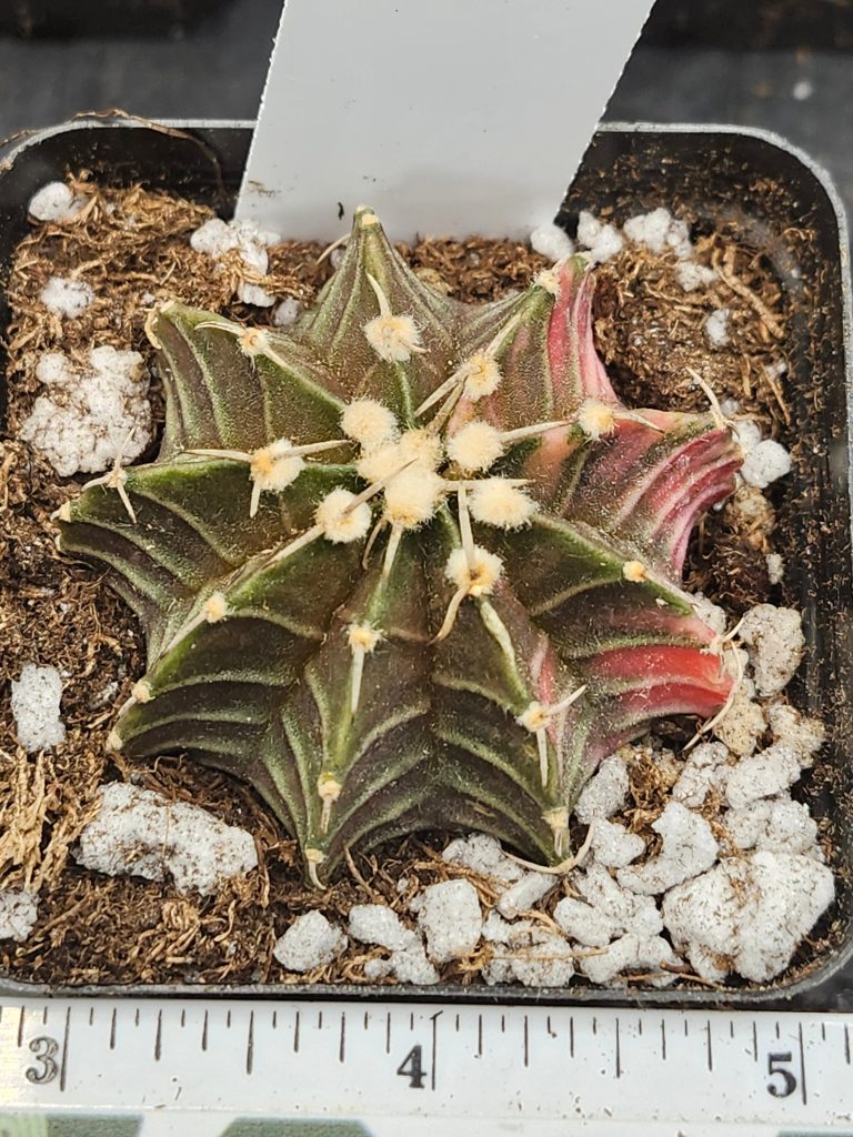 Gymnocalycium Mihanovichii green with orange with fuzz balls  #5941 - Image 4