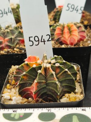 Gymnocalycium Mihanovichii Variegated Green with orange spikes and fuzz balls #5942