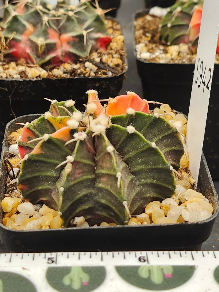 Gymnocalycium Mihanovichii Variegated Green with orange spikes and fuzz balls #5942 - Image 3