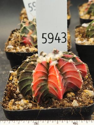 Gymnocalycium Mihanovichii Variegated orange and brown with spikes and fuzz balls #5943