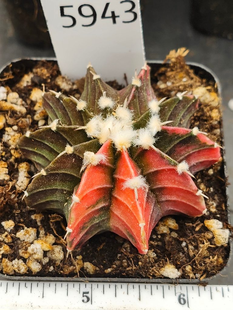 Gymnocalycium Mihanovichii Variegated orange and brown with spikes and fuzz balls #5943 - Image 3