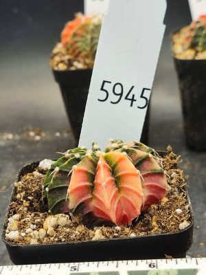 Gymnocalycium Mihanovichii Variegated dark green and light orange with fuzz balls #5945