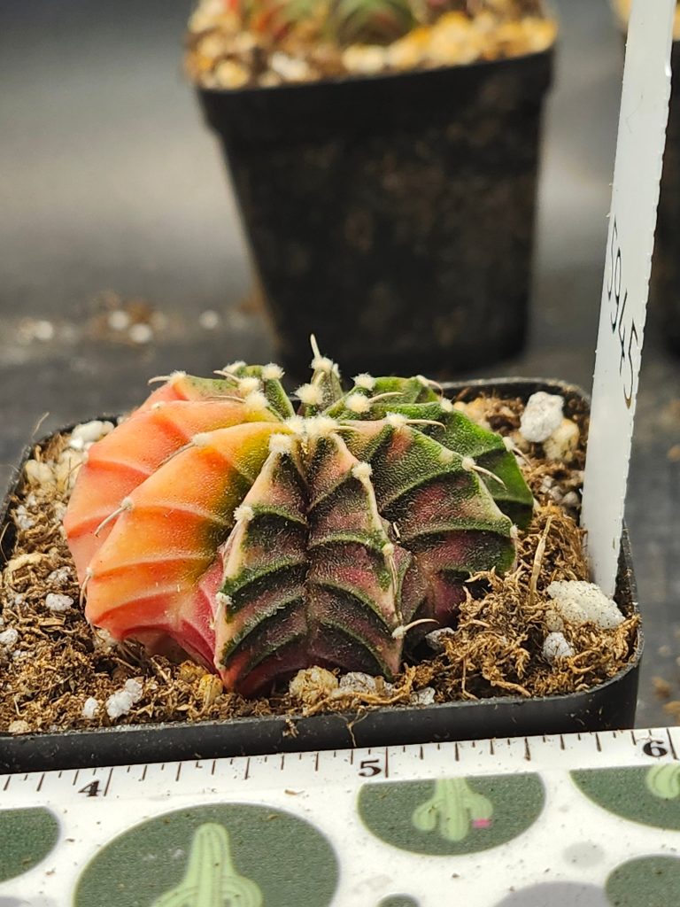 Gymnocalycium Mihanovichii Variegated dark green and light orange with fuzz balls #5945 - Image 3