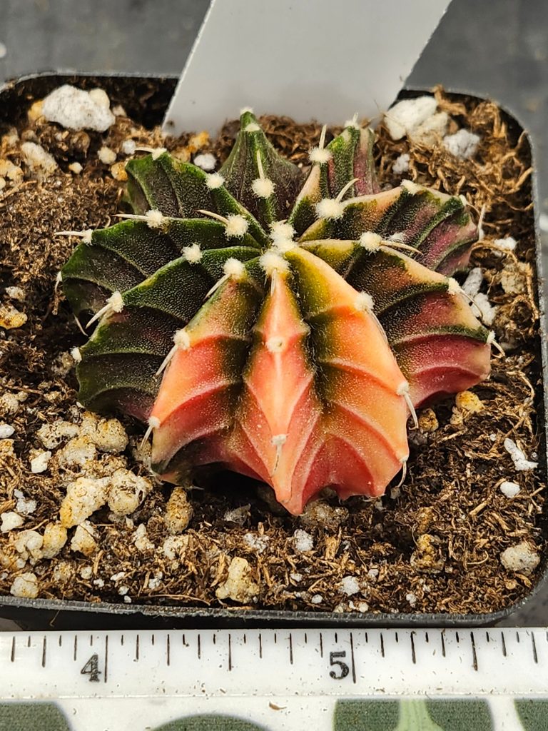 Gymnocalycium Mihanovichii Variegated dark green and light orange with fuzz balls #5945 - Image 4