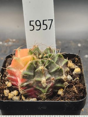 Gymnocalycium Mihanovichii Variegated dark green with yellow and pink and spikes #5957