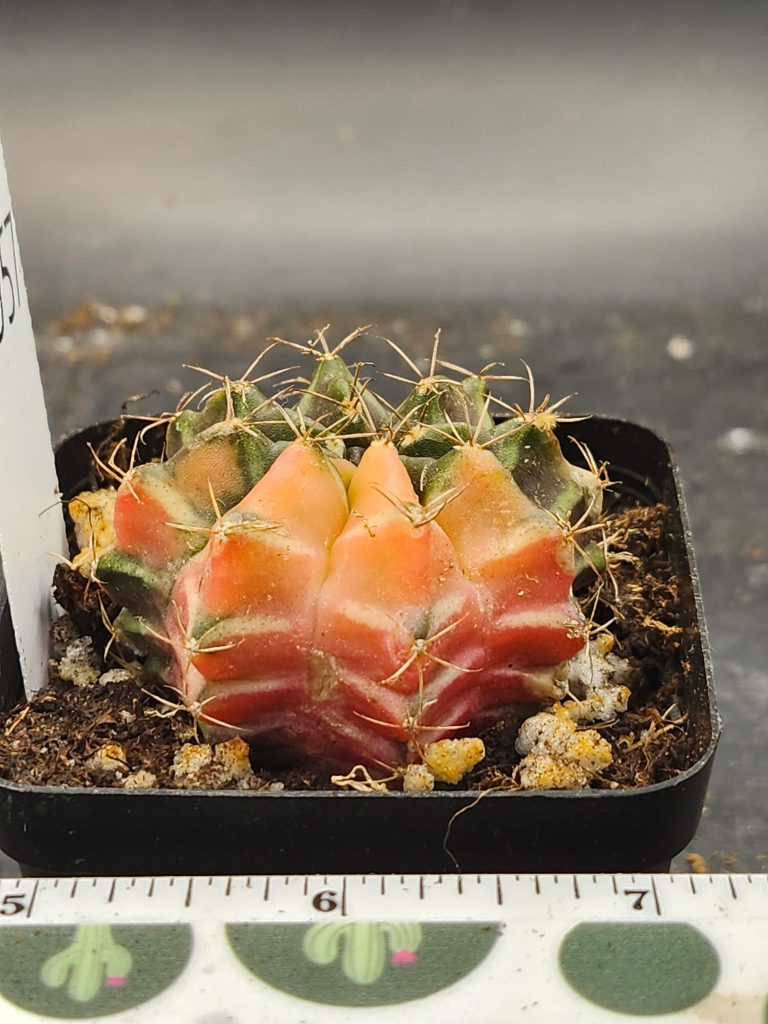 Gymnocalycium Mihanovichii Variegated dark green with yellow and pink and spikes #5957 - Image 4