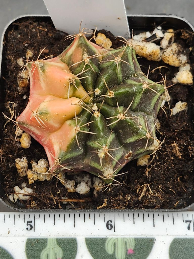 Gymnocalycium Mihanovichii Variegated dark green with yellow and pink and spikes #5957 - Image 3