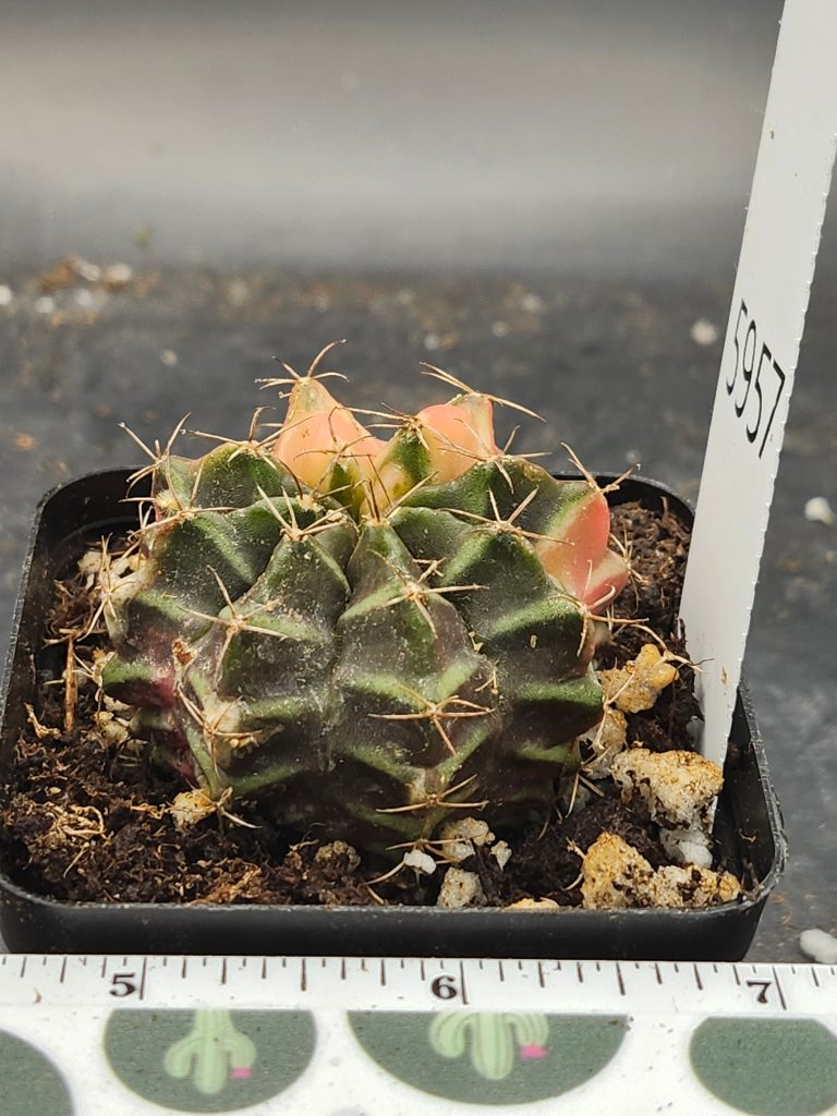 Gymnocalycium Mihanovichii Variegated dark green with yellow and pink and spikes #5957 - Image 2