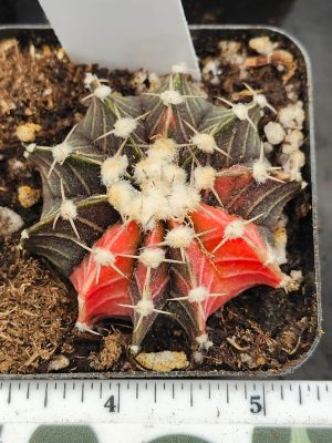 Gymnocalycium Mihanovichii Variegated red/orange with dark green/brown and fuzz balls #5959
