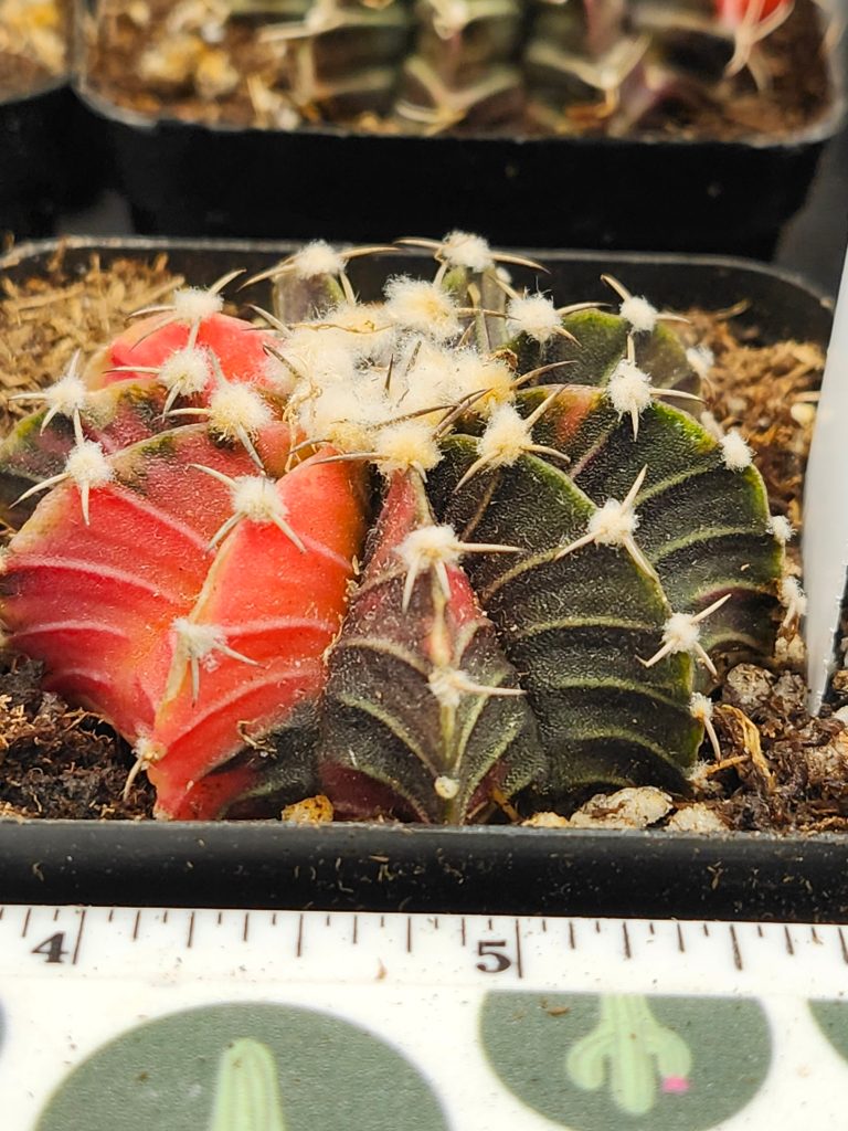 Gymnocalycium Mihanovichii Variegated red/orange with dark green/brown and fuzz balls #5959 - Image 3
