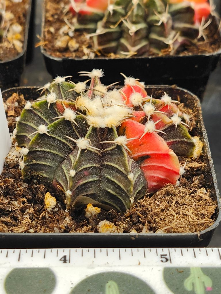 Gymnocalycium Mihanovichii Variegated red/orange with dark green/brown and fuzz balls #5959 - Image 2