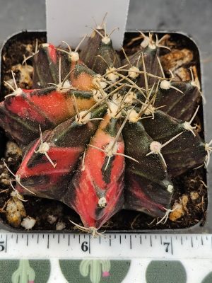 Gymnocalycium Mihanovichii Variegated brown/green with red/orange and spikes #5963