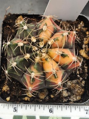 Gymnocalycium Mihanovichii Variegated yellow/orange with green and spikes #5972