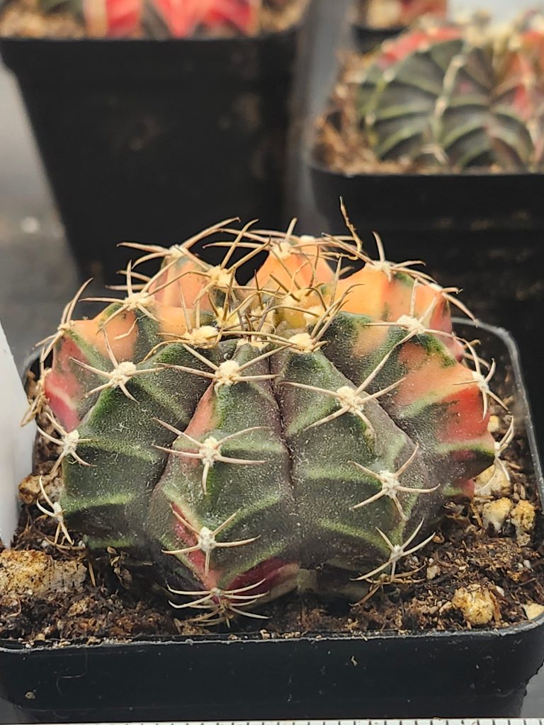 Gymnocalycium Mihanovichii Variegated yellow/orange with green and spikes #5972 - Image 4