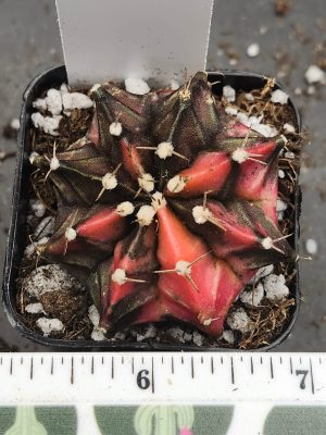 Gymnocalycium Mihanovichii Variegated bright red and brown with fuzz balls #5984