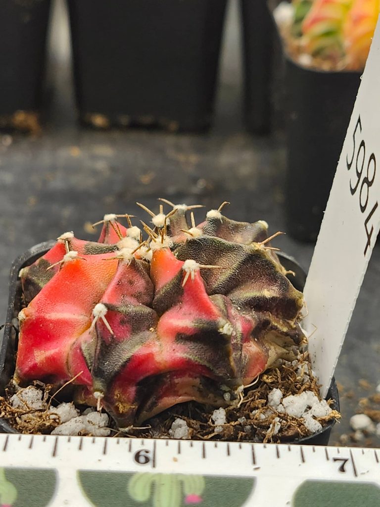 Gymnocalycium Mihanovichii Variegated bright red and brown with fuzz balls #5984 - Image 4