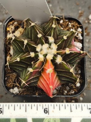 Gymnocalycium Mihanovichii Variegated mostly dark green/brown with a slice of red/orange and fuzz balls #5990
