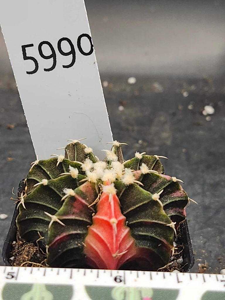 Gymnocalycium Mihanovichii Variegated mostly dark green/brown with a slice of red/orange and fuzz balls #5990 - Image 2