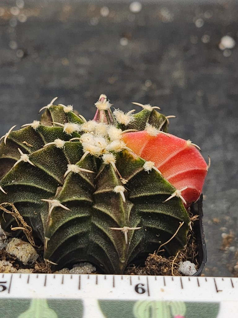 Gymnocalycium Mihanovichii Variegated mostly dark green/brown with a slice of red/orange and fuzz balls #5990 - Image 3