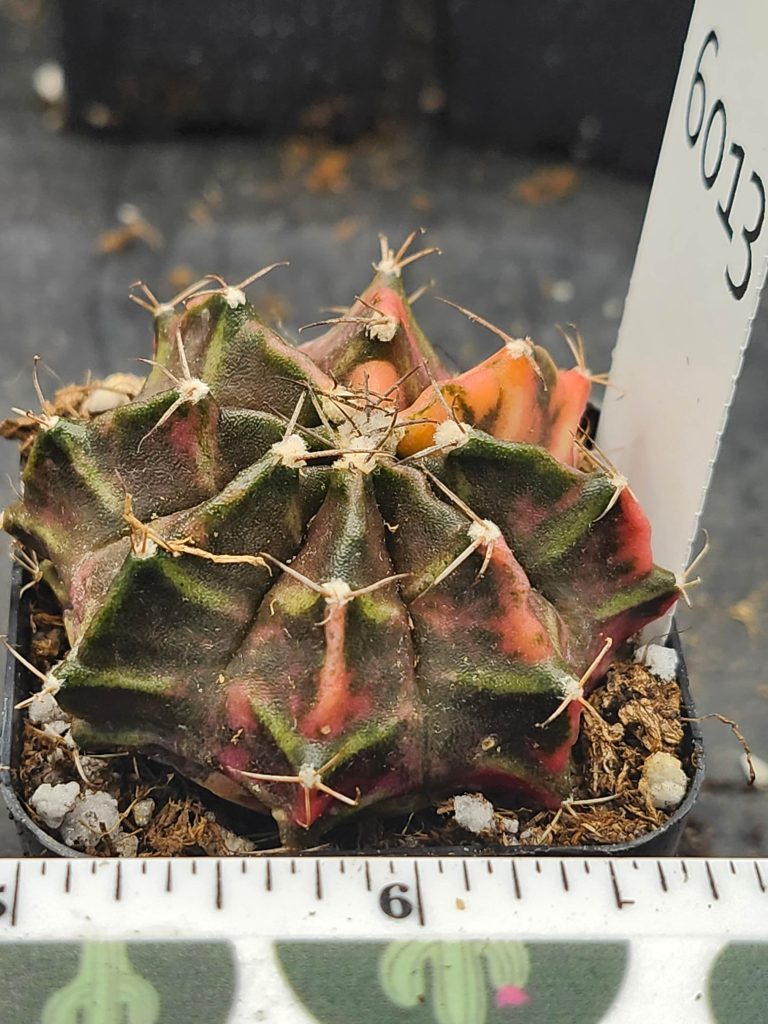 Gymnocalycium Mihanovichii Variegated green/brown with pink/yellow and spikes #6013 - Image 4