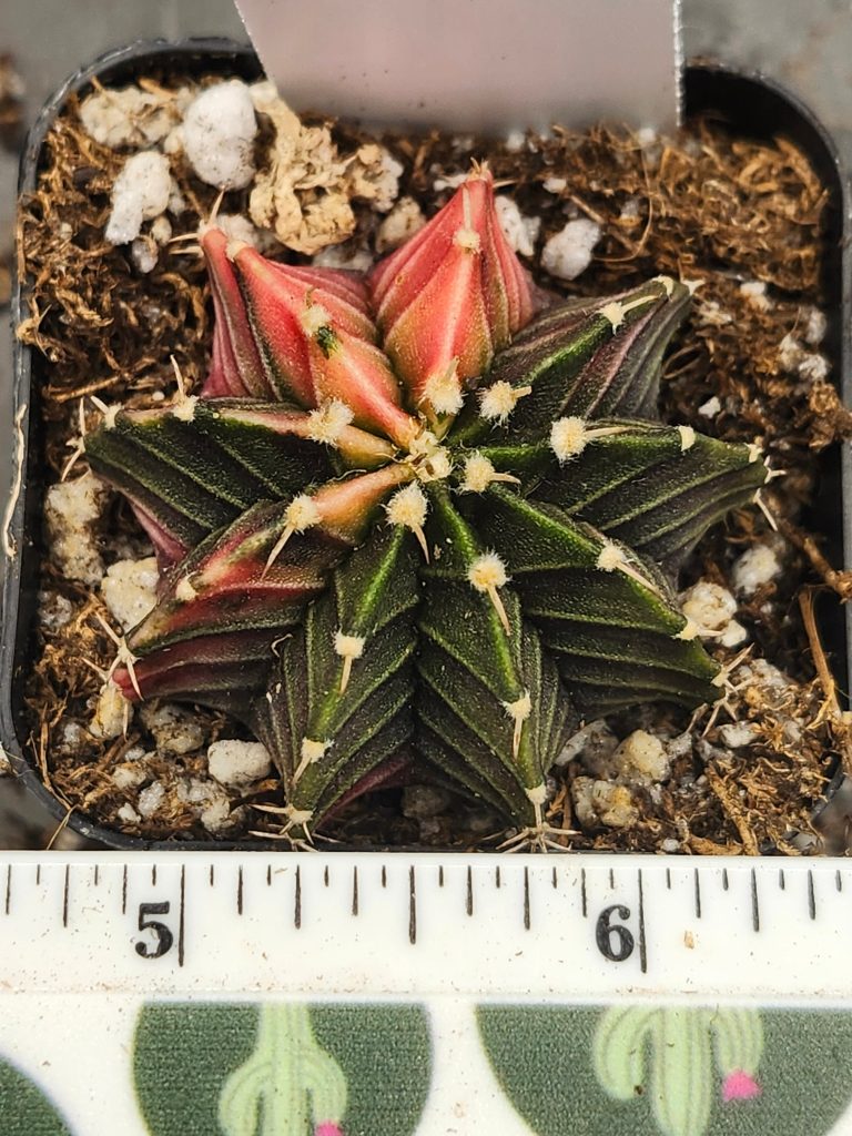 Gymnocalycium Mihanovichii Variegated dark green with slices of pink/yellow #6014