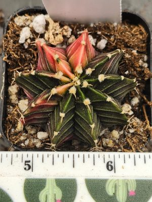 Gymnocalycium Mihanovichii Variegated dark green with slices of pink/yellow #6014