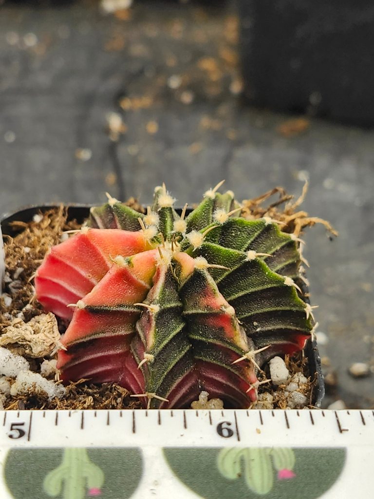 Gymnocalycium Mihanovichii Variegated dark green with slices of pink/yellow #6014 - Image 3