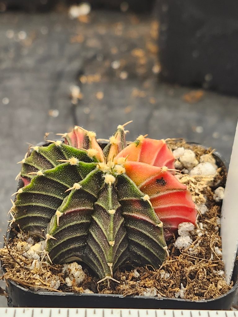 Gymnocalycium Mihanovichii Variegated dark green with slices of pink/yellow #6014 - Image 4