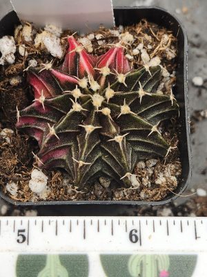 Gymnocalycium Mihanovichii Variegated dark green/brown with red slices and stripes #6016