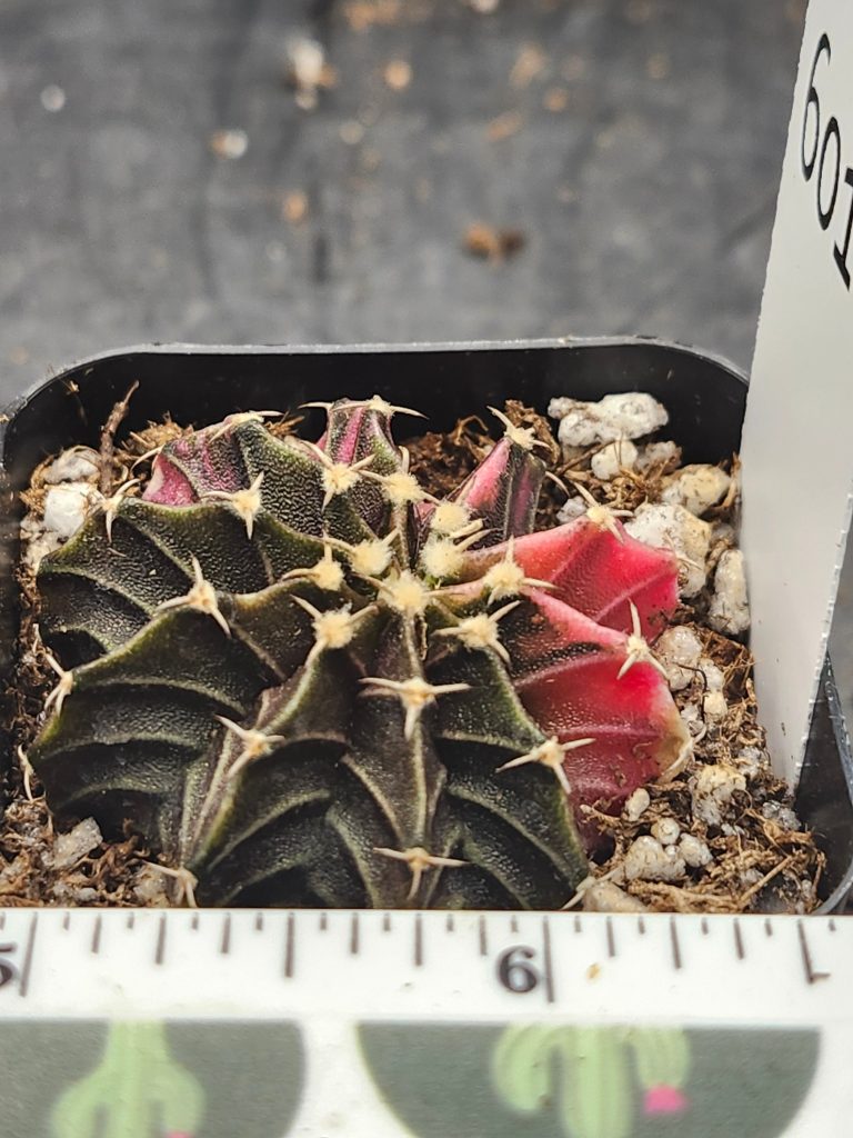 Gymnocalycium Mihanovichii Variegated dark green/brown with red slices and stripes #6016 - Image 3