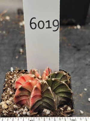 Gymnocalycium Mihanovichii Variegated brown/green with orange/yellow #6019