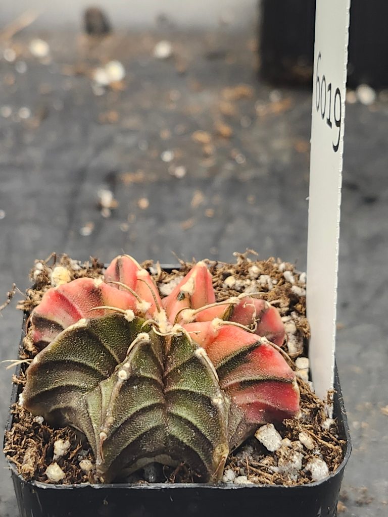 Gymnocalycium Mihanovichii Variegated brown/green with orange/yellow #6019 - Image 2