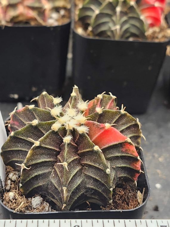 Gymnocalycium Mihanovichii Variegated mostly brown/dark green with bright red parts and fuzz balls #6022 - Image 3