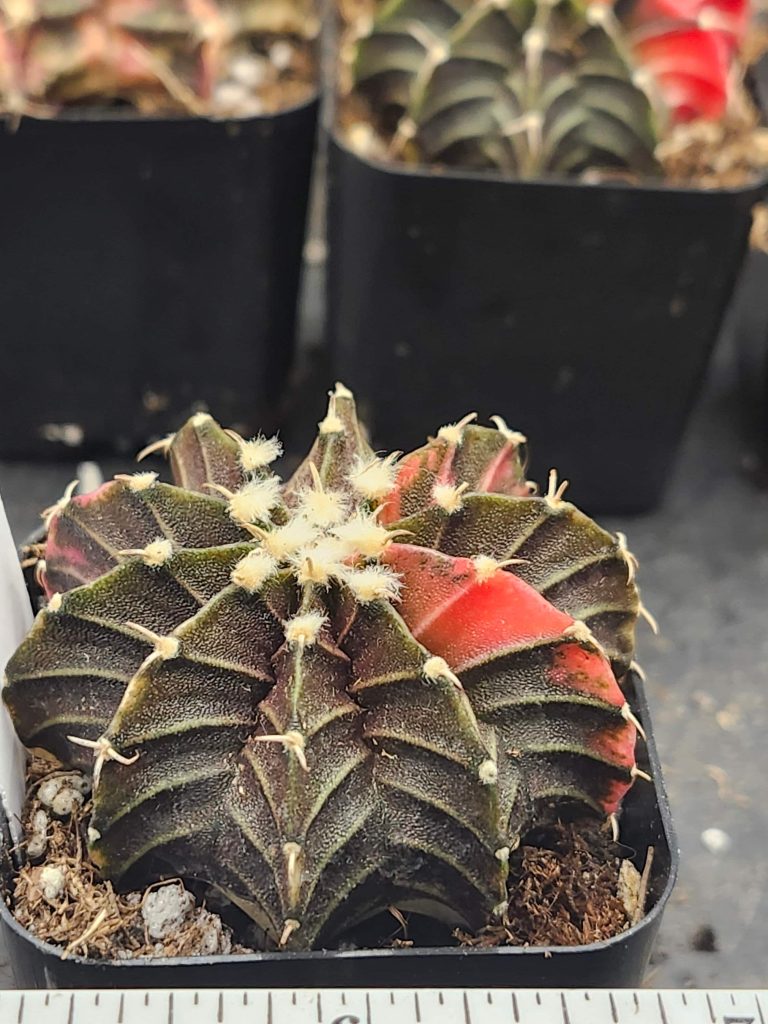Gymnocalycium Mihanovichii Variegated mostly brown/dark green with bright red parts and fuzz balls #6022 - Image 3