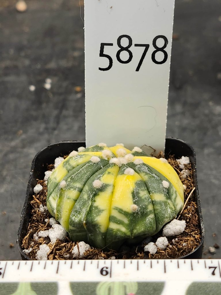 Astrophytum Variegated Cactus Beautiful tie-dye neon yellow and green #5878