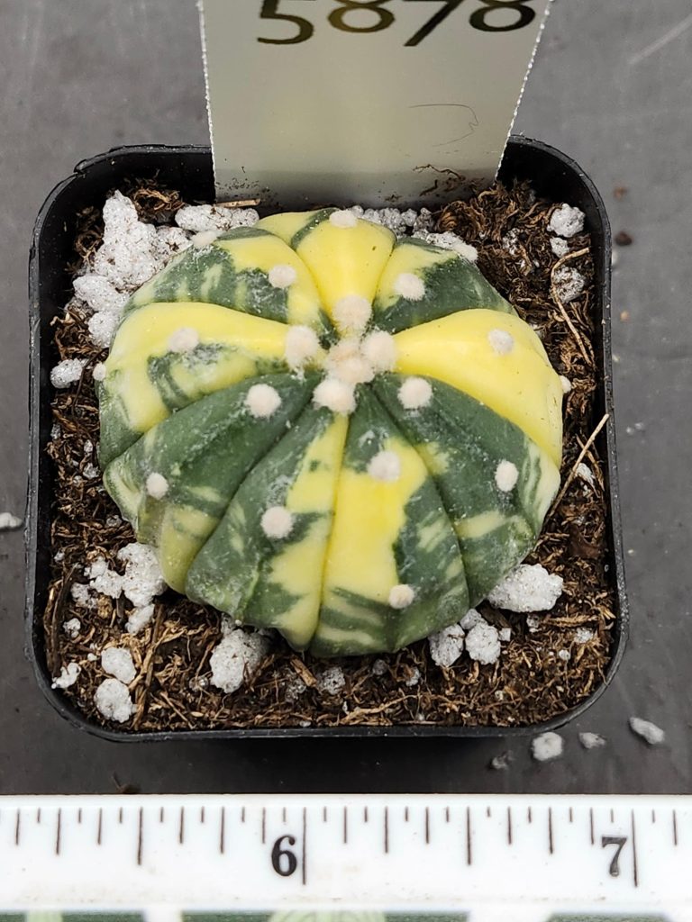 Astrophytum Variegated Cactus Beautiful tie-dye neon yellow and green #5878 - Image 2