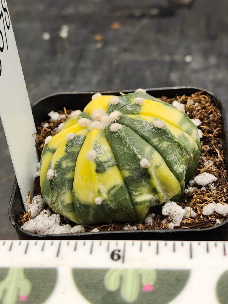 Astrophytum Variegated Cactus Beautiful tie-dye neon yellow and green #5878 - Image 4