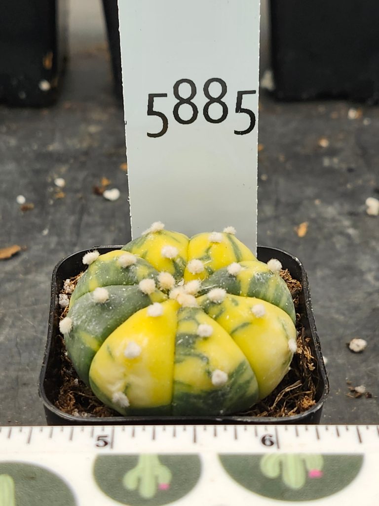 Astrophytum Variegated Cactus Beautiful lemon yellow with dark green #5885