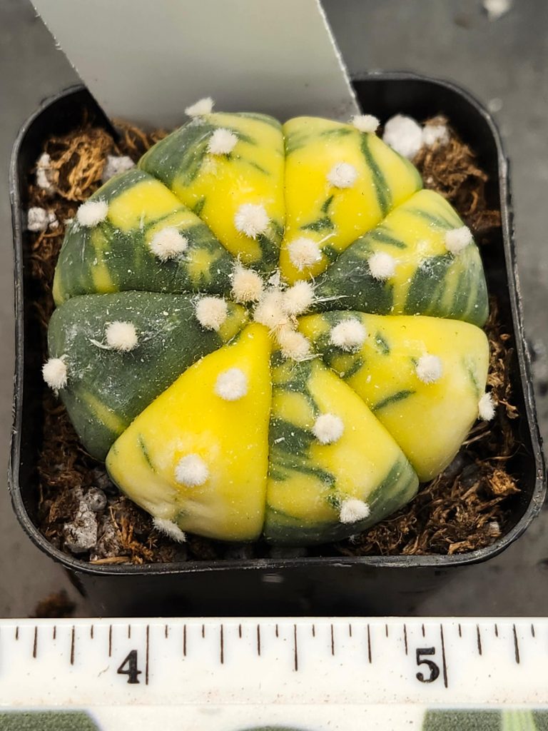 Astrophytum Variegated Cactus Beautiful lemon yellow with dark green #5885 - Image 4