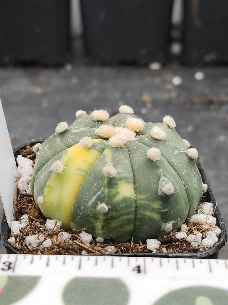 Astrophytum Variegated Cactus Beautiful mostly dark green with yellow spots and fuzz balls #5898 - Image 3
