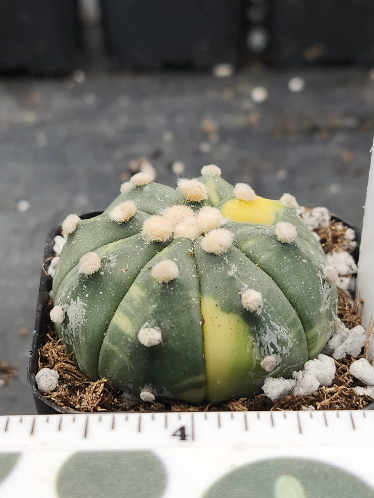 Astrophytum Variegated Cactus Beautiful mostly dark green with yellow spots and fuzz balls #5898 - Image 2