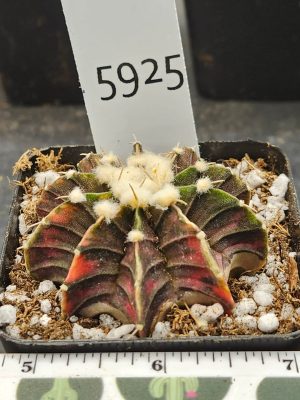 Gymnocalycium Mihanovichii Variegated Green and brown with pink and fuzz balls #5925