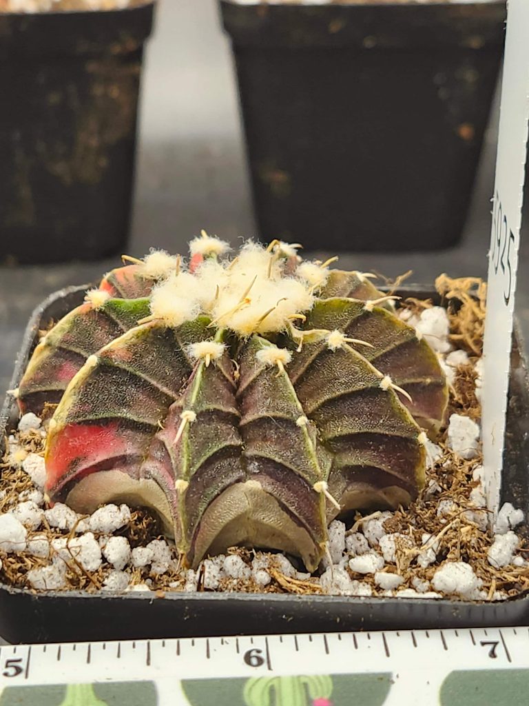 Gymnocalycium Mihanovichii Variegated Green and brown with pink and fuzz balls #5925 - Image 3