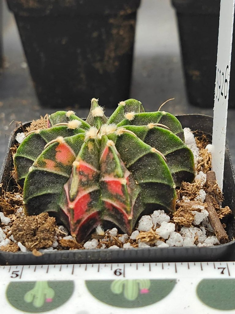 Gymnocalycium Mihanovichii Green with orange and pink #5926 - Image 2