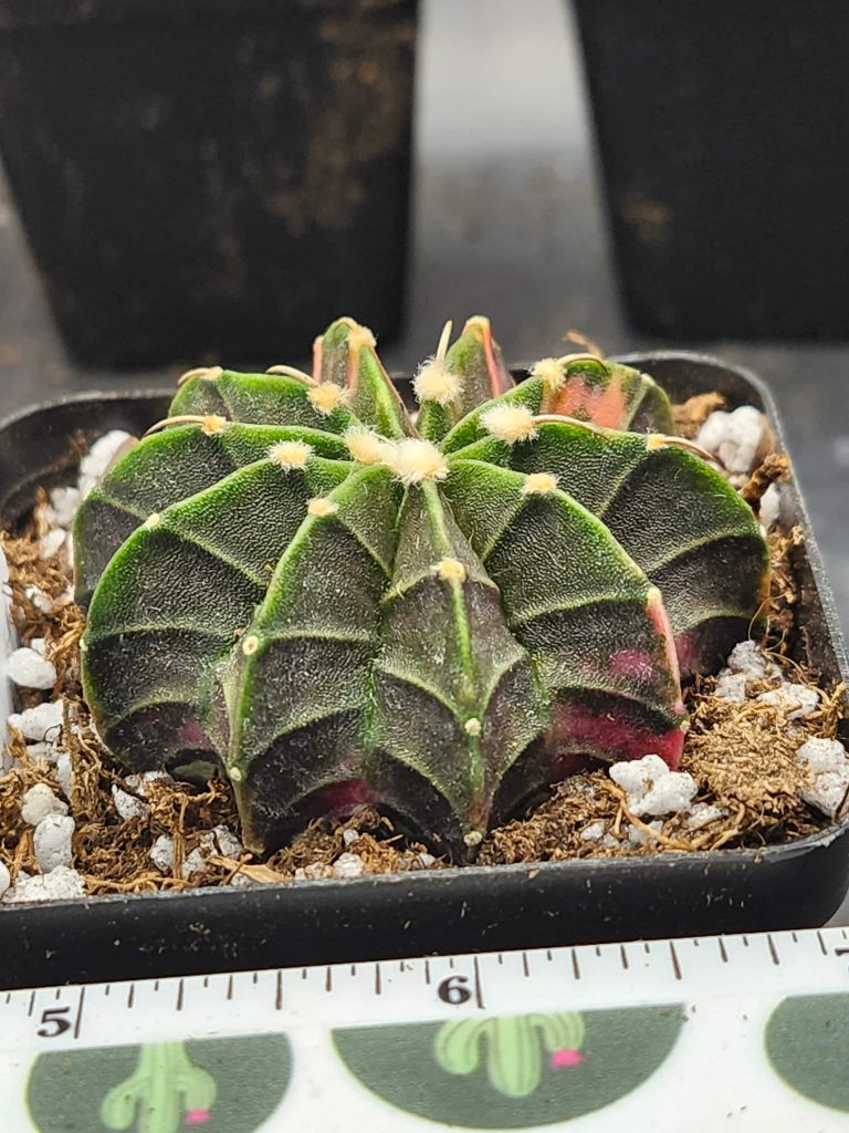 Gymnocalycium Mihanovichii Green with orange and pink #5926 - Image 4