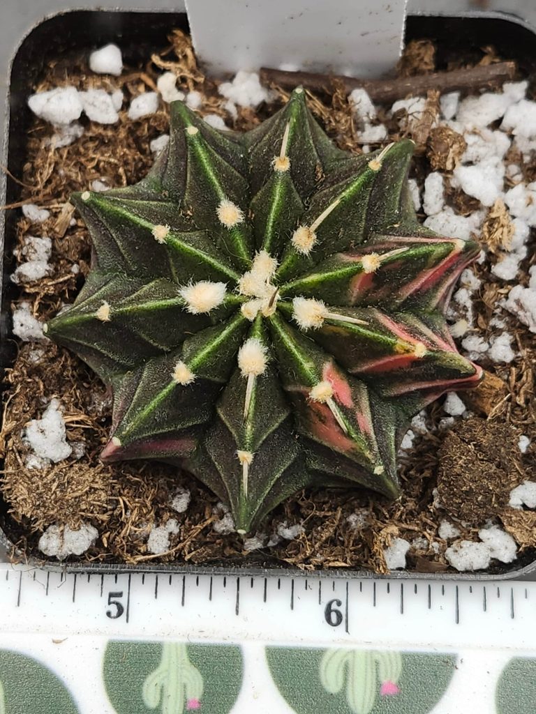 Gymnocalycium Mihanovichii Green with orange and pink #5926 - Image 3