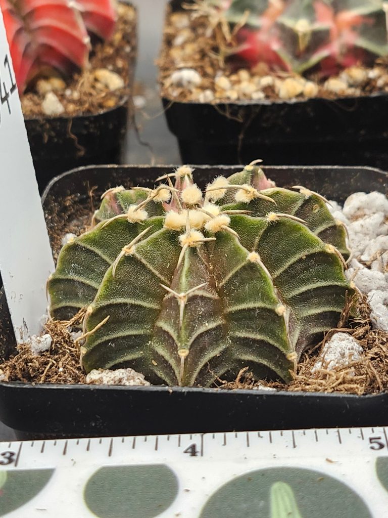 Gymnocalycium Mihanovichii green with orange with fuzz balls  #5941 - Image 2