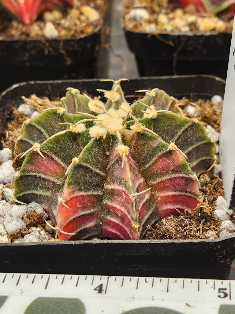 Gymnocalycium Mihanovichii green with orange with fuzz balls  #5941 - Image 3