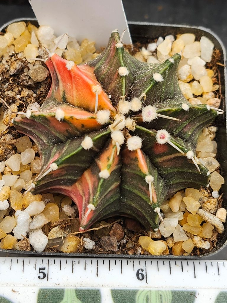 Gymnocalycium Mihanovichii Variegated Green with orange spikes and fuzz balls #5942 - Image 2